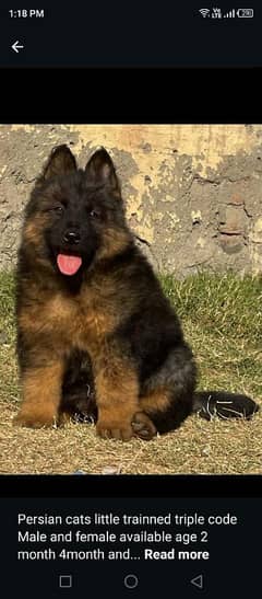 GermanShepherd