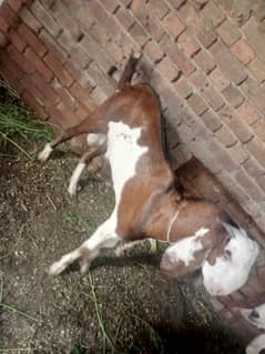 Desi bakra 2 dant