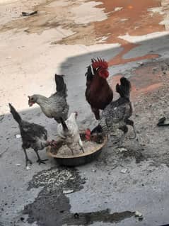 11 murgiya or 1 murgah for sale hy