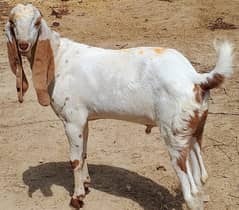 Rajanpuri bakra | Goat| Qurbani k bakray| bakra| بکرا