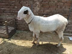 mundra chatra