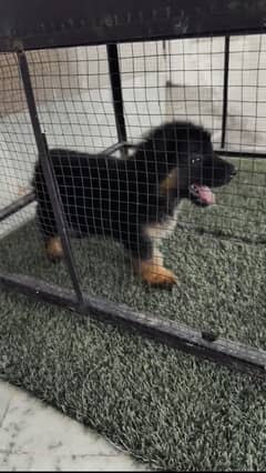 Gsd long coat puppy