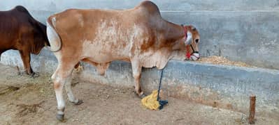 qurbani