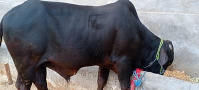 qurbani kay janwar for sale