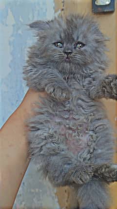 Persian Tripple Coated