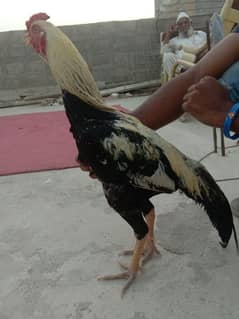 aseel
