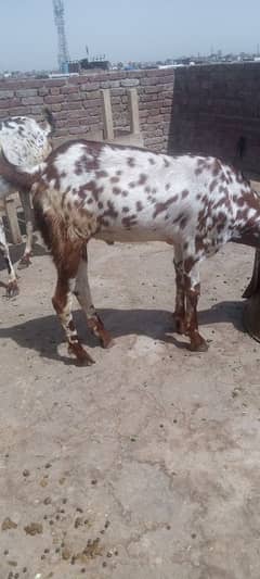 2dant