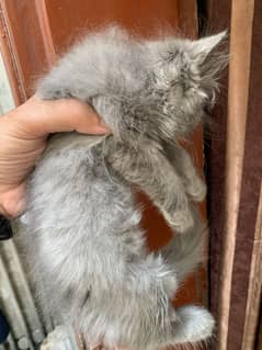 Persian kittens For sale Male and female