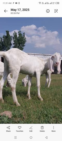 goats