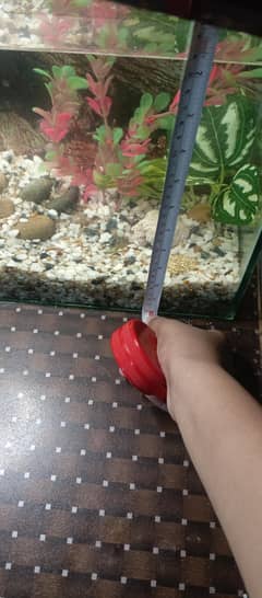 imported blone molly with molly and gupy baby with aquarium totel 3499
