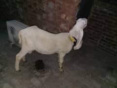 Kajala Bakra Dogala