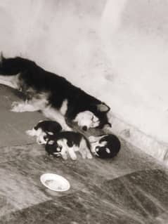 Siberian husky male/ female puppies available for sale