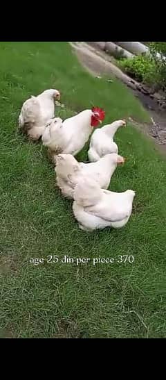 Bantam