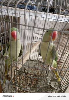 2 toty h or pinjra bhe sath dena h