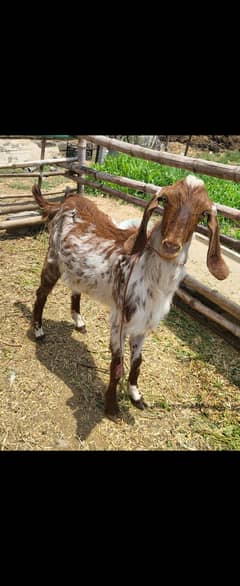 Bakra qurbani k liye