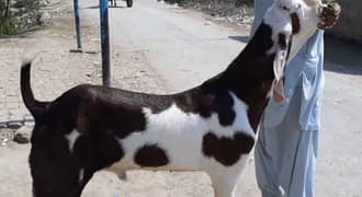 Desi