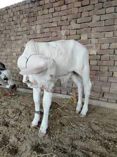 Gulabi Brahman Nukra