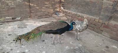 peacocks