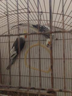 parrots for sale