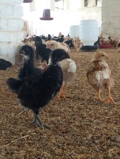 lohman | lohman Brown | Lohman Black | Lohmann | lohman chicks | hens