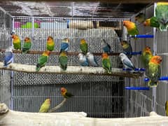 Lovebirds available for sale