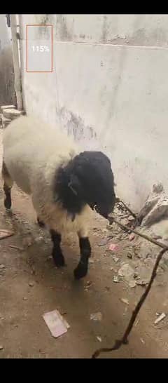 dumba hai ghar ka Pala hua