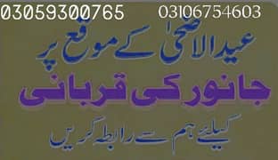 qurbani