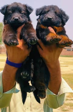 German Shepherd Pair | German Shepherd Double Coat Puppies
