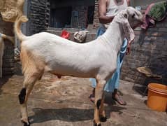 Domesticated Goats