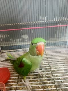 Raw Parrot age 4 month