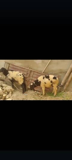 sheep
