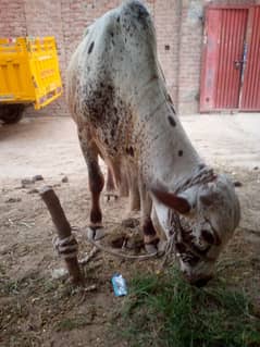 wachha