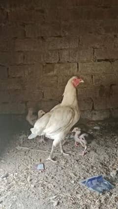 heera