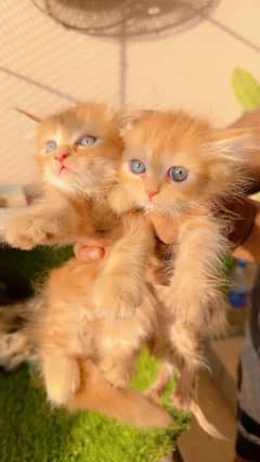 White blue eyes Persian kittens