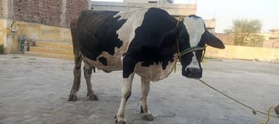 3 cows+3 wachia for sell