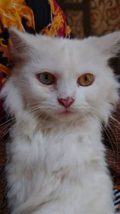 PERSIAN FEMALE