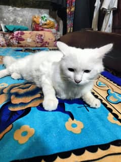 Persian triple coated cat