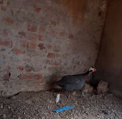 guinea