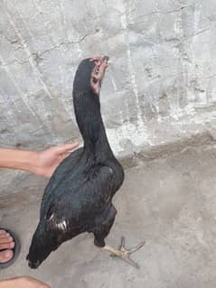 Aseel mianwali