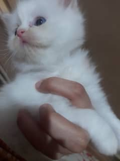 Persian kittens