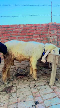 Bakra for sale, Dumba for sale, Qurbani 2025