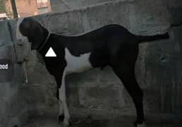 khassi