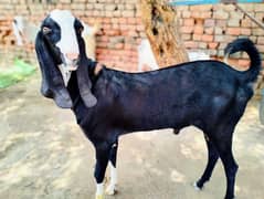 Bakra | Male Goat | Muhammad Puri Bakra | Eid Offer | Bakra for sale