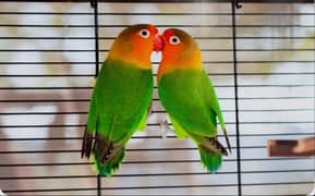 love birds