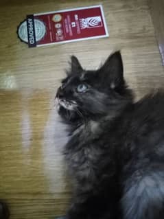 playful cute kittens