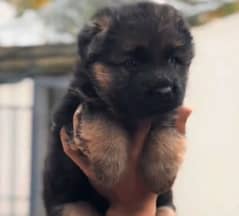 German