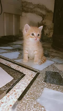 cat baby