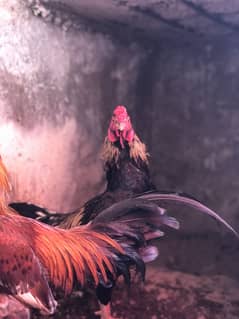 1 aseel madi or os ke 11 chicks 12000 ki or 2 aseel male