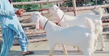 2 Bakra For Sale Call Now 03228068024
