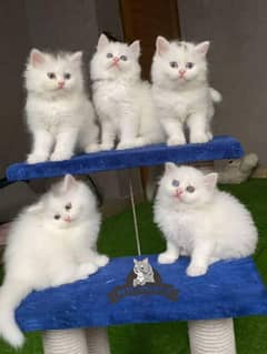 CUTE PERSIAN Gift quality WHITE blue EYES kittens avail 032546_75700